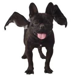 Party Fiesta Kostüm Fledermausflügel (M)